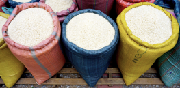 Fungus free rice? Dream CRISPR gene edited breakthrough could significantly address global hunger