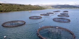 Genetically modified fish seed high in omega-3 oil awaits UK approval