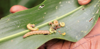 Viewpoint: Europe’s backward view on pesticides—Banning synthetic crop chemicals for effective organic alternatives ensures armyworms will devastate corn crops