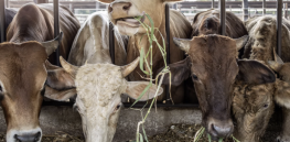 6% of global carbon emissions are linked to beef. Here’s how American exports can sharply reduce that