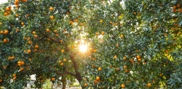 How climate change is helping drive food price inflation