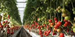 The confluence of AI and biotechnology will drive the development of unprecedented sustainable crops