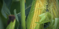 Why gene editing of food crops remains controversial