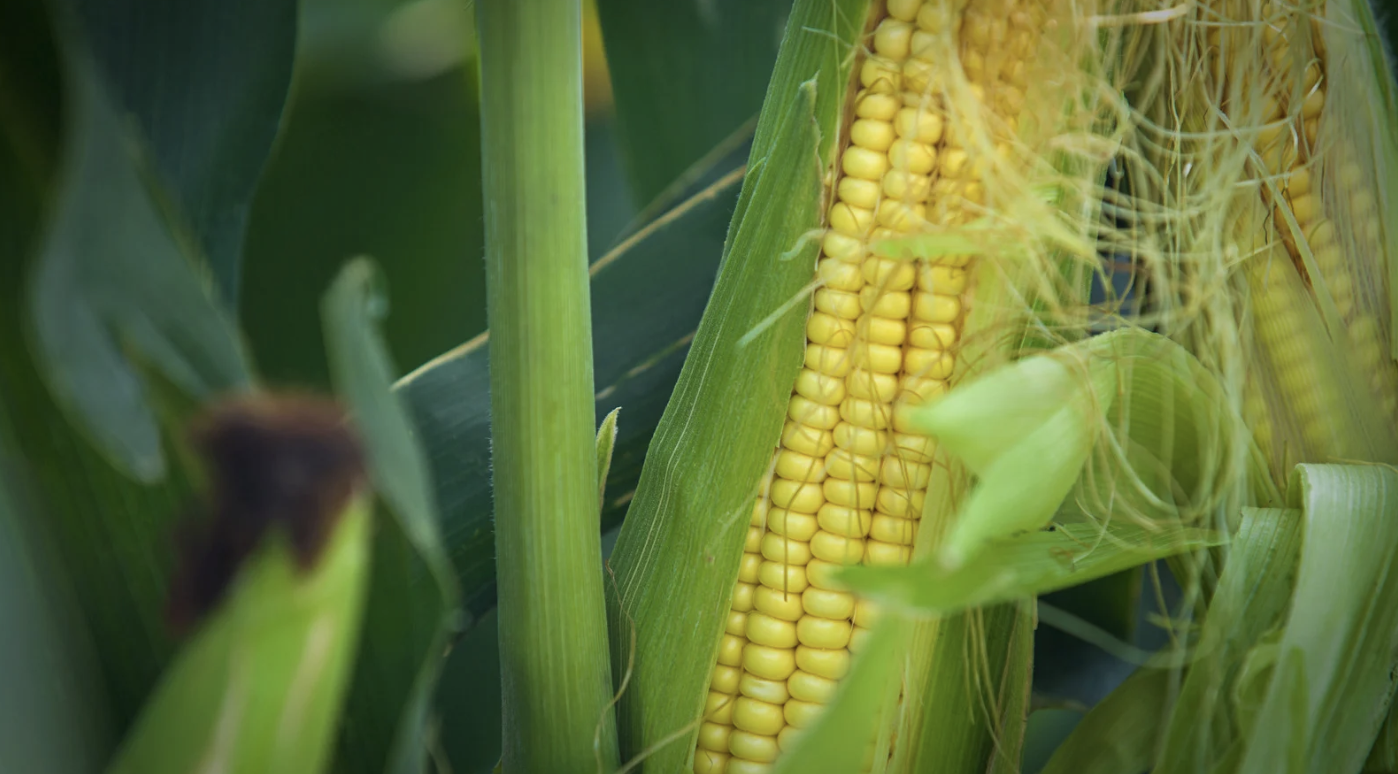 Why gene editing of food crops remains controversial