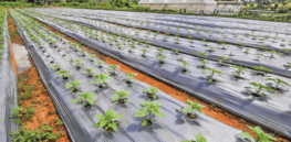 Confronting the growing challenge of increased plastic pollution in agriculture