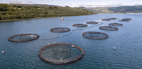 Aquaculture revolution: Fish farming and the promise of gene editing