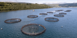 Aquaculture revolution: Fish farming and the promise of gene editing