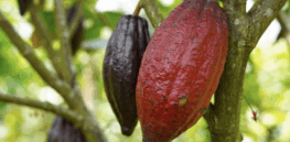 CRISPR for ‘stronger, sweeter’ cocoa: Mars bets on gene editing technology to future-proof chocolate supply
