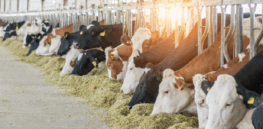 Europe takes first step toward greenlighting genetic editing of food animals