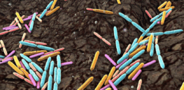 Plants digest diesel and polyester, break down pesticides and fabric dyes, and store heavy metals in their bodies. Exploiting nature’s powers to clean up the environment