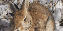 ‘Frankenstein bunnies’: Rabbits with antler-like tentacles are swarming through Colorado