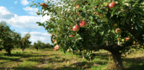 ​​From non-browning apples to robot harvesters, Okanagan has a radical plan to reshape the apple orchard