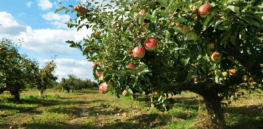 ​​From non-browning apples to robot harvesters, Okanagan has a radical plan to reshape the apple orchard