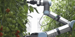 Creating easy pollinating flowers: How AI and gene editing work round-the-clock to speed up crop breeding