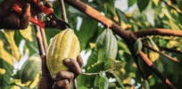 Mars’ M&Ms and Snickers may soon produce its chocolate candies from cacao gene edited to withstand plant diseases and extreme heat