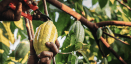 Mars’ M&Ms and Snickers may soon produce its chocolate candies from cacao gene edited to withstand plant diseases and extreme heat