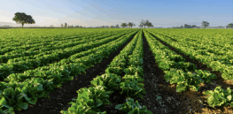 Resilience, sufficiency, efficiency: Balancing the challenges facing modern agriculture