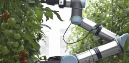 Speed breeding: AI pollinating CRISPR gene-edited flowers are in development