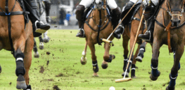 ‘Ruining the magic of breeding’? Cloning’s okay but gene-edited horses threaten to upend the pedigreed world of Polo