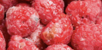 Raspberries are one of the quickest fruits to spoil. That may soon change