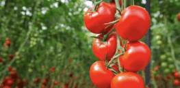 30-year-old tomato line shows genetic resistance to devastating virus