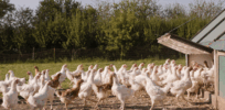 The free-range chicken dilemma: Better for birds, but with substantial costs