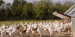 The free-range chicken dilemma: Better for birds, but with substantial costs