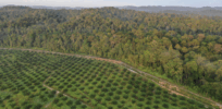 Fighting deforestation with CO2: Biotechnology breakthrough creates sustainable palm oil alternative for cosmetics