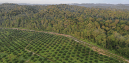 Fighting deforestation with CO2: Biotechnology breakthrough creates sustainable palm oil alternative for cosmetics