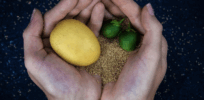 From tubers to tree seeds: Solynta’s tech to overcome centuries of potato breeding challenges