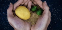 From tubers to tree seeds: Solynta’s tech to overcome centuries of potato breeding challenges