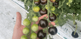 From ‘Frankenfood’ to superfood: Can the purple tomato overcome GMO myths to win over consumers?