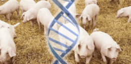 CRISPR pork: U.S. approves first gene-edited pigs for consumption