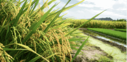 Viewpoint: Gene-edited crops can save the planet—if regulators don’t screw it up