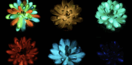 Jack-o-Lantern leaves: How phosphor-packed plants might one day help reduce utility bills