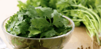 Cilantro tastes like soap to you? It’s in your genes