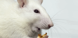 Viewpoint: How association studies and ‘links’ distort our understanding of the relative risks of different foods