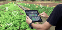 Viewpoint — ‘Less food waste, lower carbon footprints and a socially sensitive food system’: Tech-enabled farming intensification is the only science-based path to sustainability