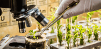 Mutant advantages: Constant change in plant breeding — random and now guided — has precisely crafted our global food system