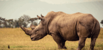 Chestnuts, rats, and rhinos: Can biotechnology become a key tool in conservation?