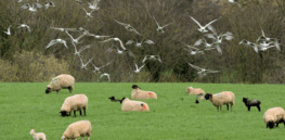 Viewpoint: Despite environmental activist claims, bird and insect populations are not crashing in Britain