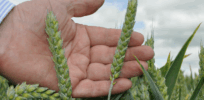 Fungicide alternative: Would your crops benefit from a genetically engineered vaccine?