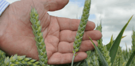 Fungicide alternative: Would your crops benefit from a genetically engineered vaccine?