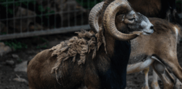 'Gene-edited sheep’ are a hot commodity on the black market