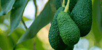 Avocado orchard of the future: ‘Creating novel types with vibrant skin colors, unique and distinctive flavors and very large sized varieties’