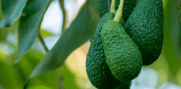 Avocado orchard of the future: ‘Creating novel types with vibrant skin colors, unique and distinctive flavors and very large sized varieties’