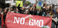 Viewpoint: The GMO primate study that finally shuts the door on misguided claims of unique harm