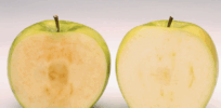 Viewpoint: 10 reasons why we should not fear GMO fruits
