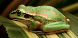 Rewriting nature: The promise and peril of gene editing wildlife to save it