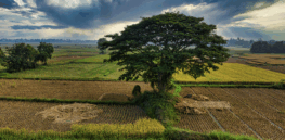 Farming in poorer countries suffers from poor weather forecasting. AI is poised to change that